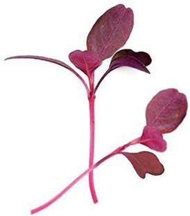 VibeX Pink Radish Seed