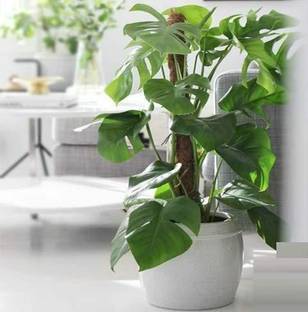 Gijja Coconut Coir Fibre Coco Pole Plant Support stake wood base Indoor Outdoor plants creepers 3 Feet Garden Mulch