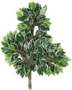 well art gallery Ficus Leaves for Home,Indoor and Outdoor d?cor(42 Leaves, 60 cm Tall) Green, White Forsythia Artificial Flower