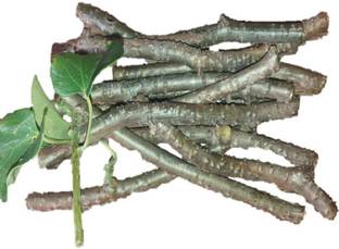 VAASA giloy stems, giloy juice, giloy tablet, Neem Giloy Seed