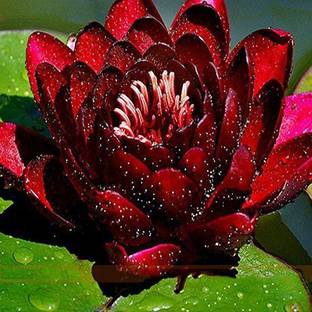 UNIQUE lotus, kamal, kamal gatta Seed