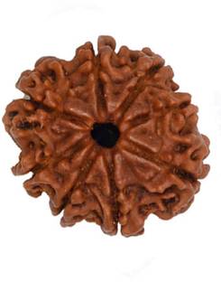 Six Mukhi Rudraksha Decorative Showpiece  -  2 cm