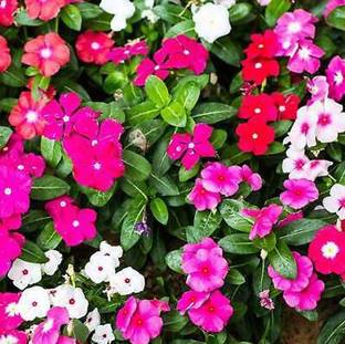 MGBN VINCA ROSEA-NITHYA KALYANI- MIXED COLOUR Seed