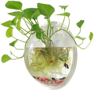 Petzlifeworld 15 Inch Acrylic Wall Hanging Bowl for Fish and Plants Round Ends Aquarium Tank