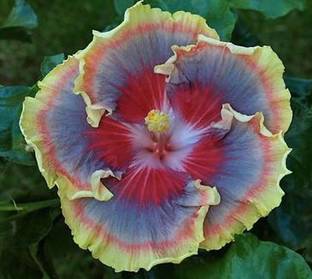 Grinian Hibiscus Plant