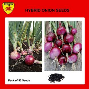 Dragon Onion Seed