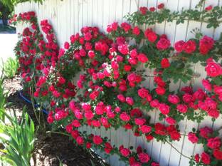 SaaHeli Rose Seed