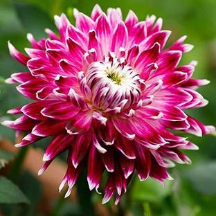 FERNSFLY FERNSFLY® Flower Bulbs IMP. Dahlia | Dhalia | Dahalia Perennial Flower Bulbs Excellent Quality Attractive Aromatic Flower Home Outdoor Gardening Flowering Pack of 1 Bulb Seed