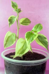 Moneyplant Money Plant