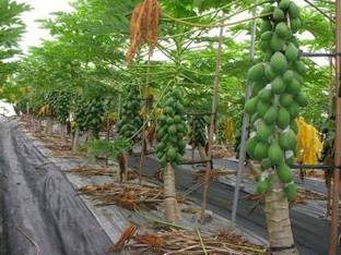 THAMMAR RED LADY PAPAYA Seed