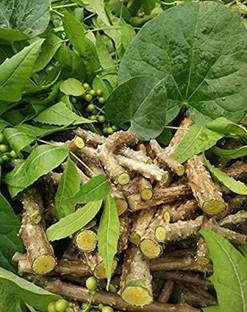 Elegrace giloy stems, guduchi stems, fresh neem giloy stems, giloy, geloy, guduchi Seed
