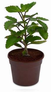 LIVE GREEN Bryophyllum Pinnatum/Patharchatta Plant