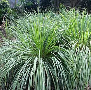 My Dream Nursery Lemon Grass Plant