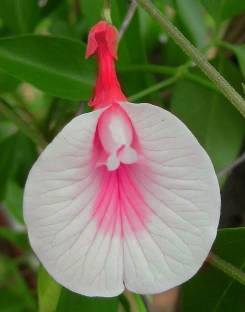 HEALTHY PLANT Aparajita/ Butterfly Pea Plant