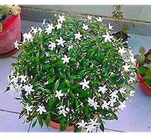 Haryalihub Jasmine Plant