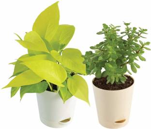 GeenLk Money Plant