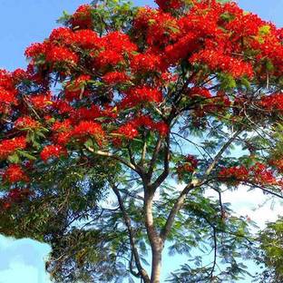 Sjeme Red Organic Gulmohar Flower Seed Seed