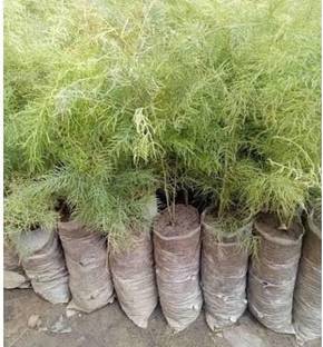 Aquinnah Shatvari Plant