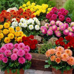 Paudha Dahlia Double Figaro Mix Seed