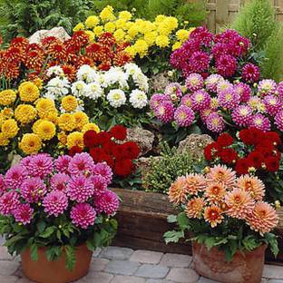 Paudha Dahlia Double Figaro Mix Seed