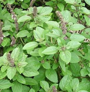 HEALTHY PLANT Tulsi Plant