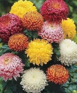 HEALTHY PLANT Chrysenthemum Plant