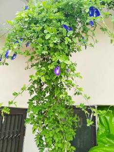 HEALTHY PLANT Aparajita/ Butterfly Pea Plant