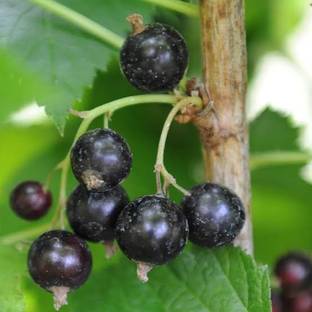 Bee Green Berry Plant