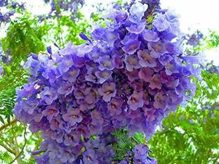 SRI SAI FORESTRY Jacaranda, Blue Jacaranda Flower Tree Seed