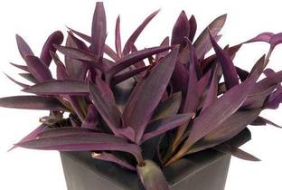 oyeboy Purple Shamrock Plant