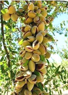 Plantzoin Pistachio Plant