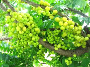 Plantzoin Star Gooseberry Plant
