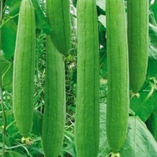 clause Sponge Gourd Seed