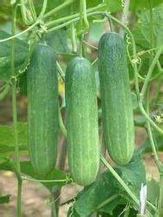 I S ENTERPRISE SOSA Seed