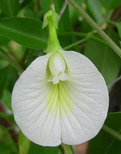 HEALTHY PLANT Aparajita/ Butterfly Pea Plant