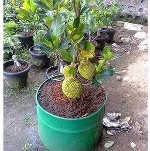 HEALTHY PLANT Jackfruit Plant