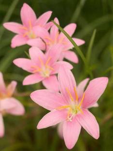 VANASPATI UDYAN Lily Plant