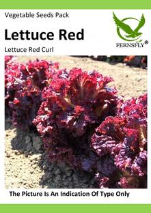 FERNSFLY Sweet Lettuce lollo rosso Fresh Red salad leaf Vegetable Seeds Home Kitchen Garden Pack Gardening Planting Seed