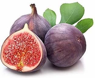 SRI SAI FORESTRY Gular Ficus Racemosa, Cluster Fig, Anjeer, Fruit Tree Seed