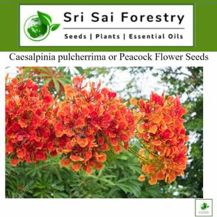 SRI SAI FORESTRY Delonix Regia, Gulmohar, Flower Tree Seed
