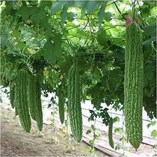 VibeX XLL-86 - Hybrid Bitter Gourd (Karela) - (100 Seeds) Seed