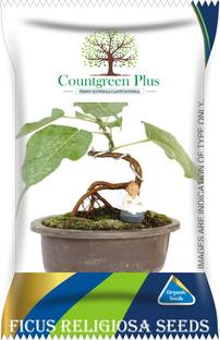 Countgreen Plus Ficus Religiosa (Pipal) Tree Seeds Seed