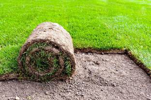 Paudha Graden Lawn Grass Seed