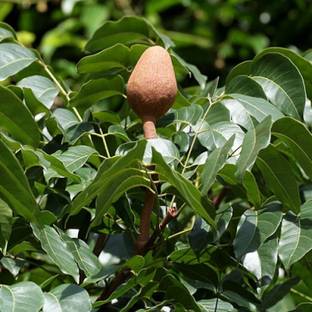 GreenHorizon ZZ Plant