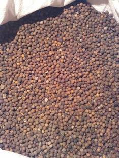 Ravel White Chandan / Sandal Wood Tree Seed Seed