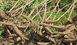 Agri Dot Tapioca Stem/ Cassava Stem Seed