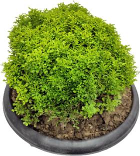 MESMERIZING Madhu Kamini Plant