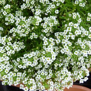 seedagro Alyssum White Seed