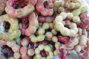 LYRS Jungle Jalebi Tree Seed Seed