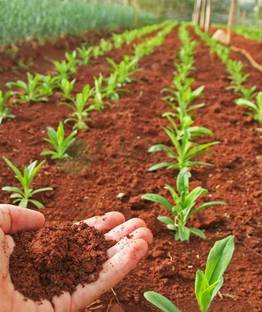 MAHAVEER TRADERS Red soil 5kg Soil